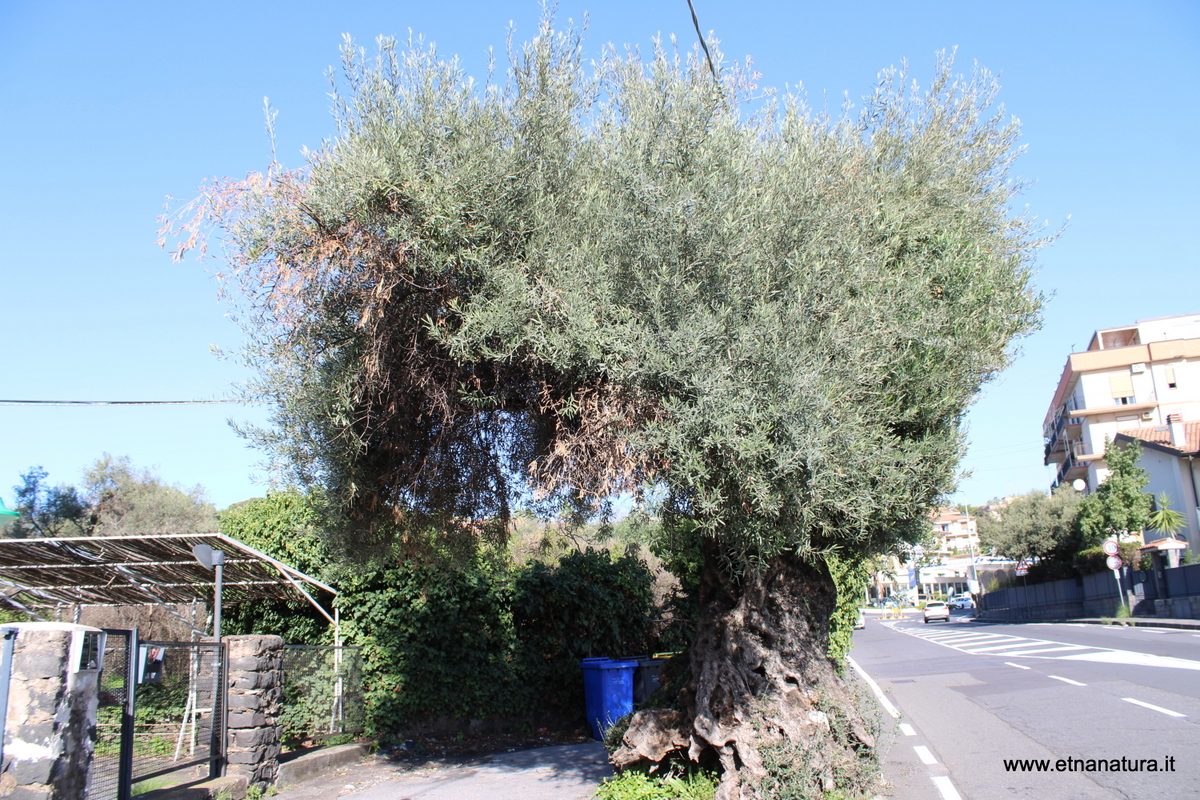 Tremestieri Etneo